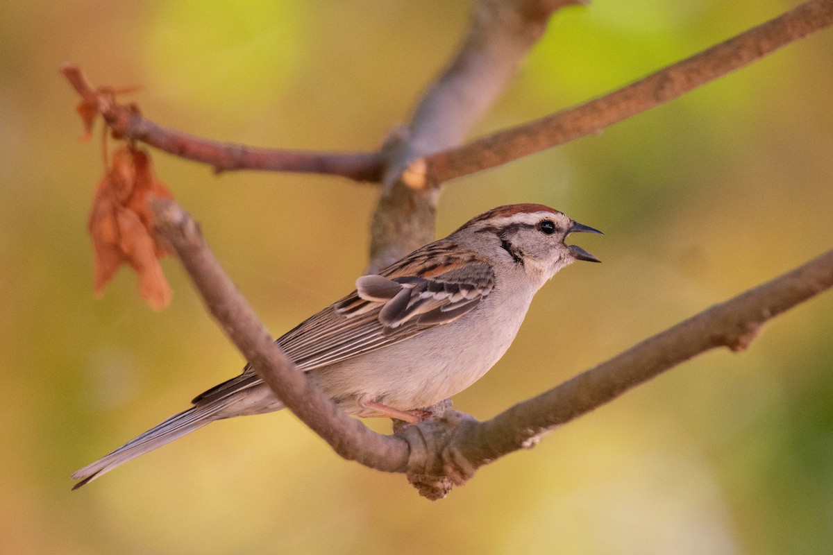 Chipping Sparrow - Mark Schulist