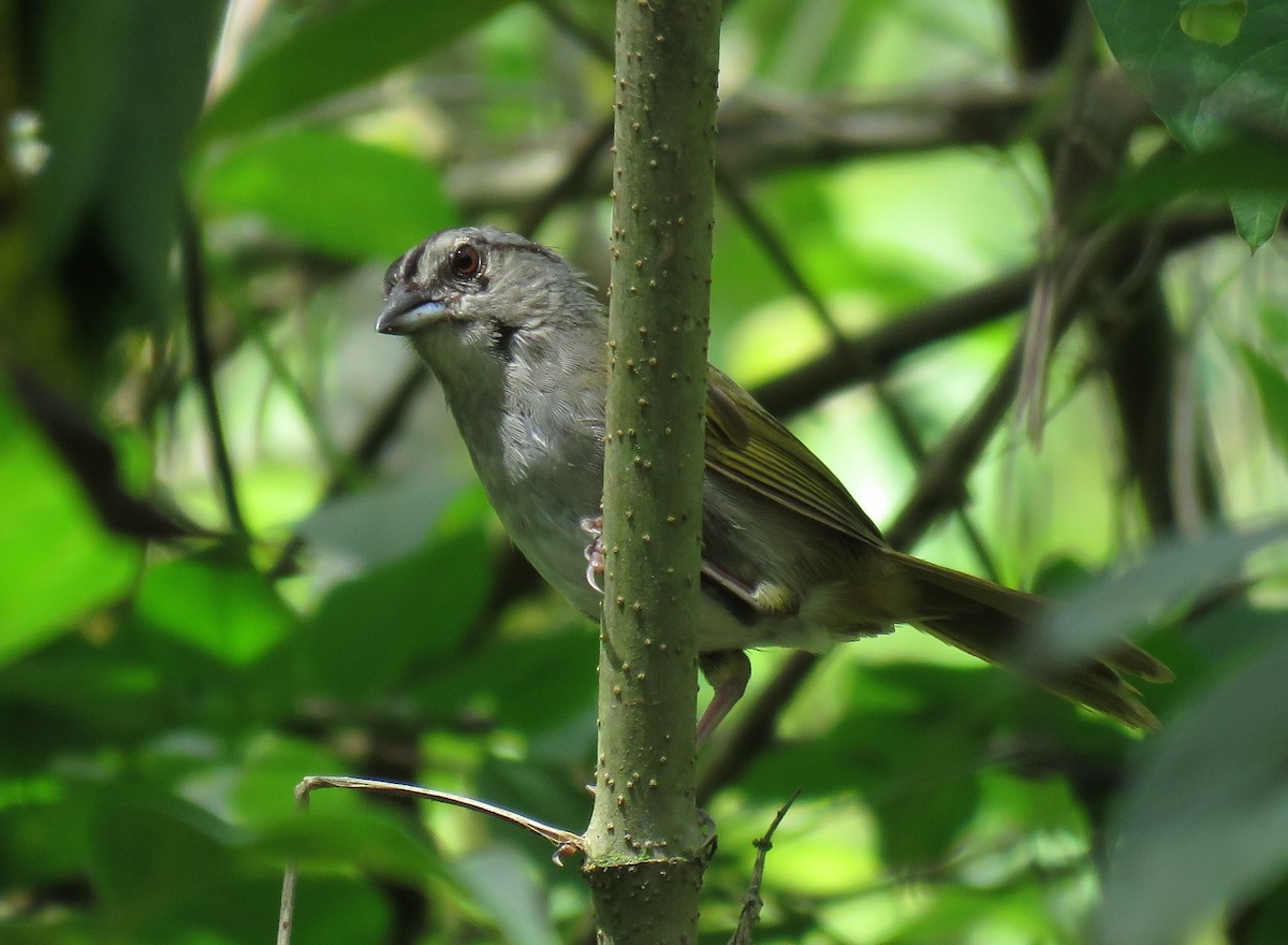 Green-backed Sparrow - Oliver  Komar