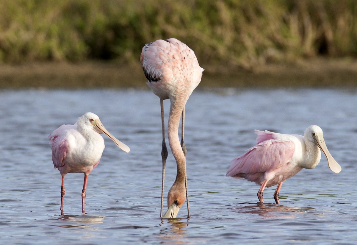 American Flamingo - Gregory Peterson