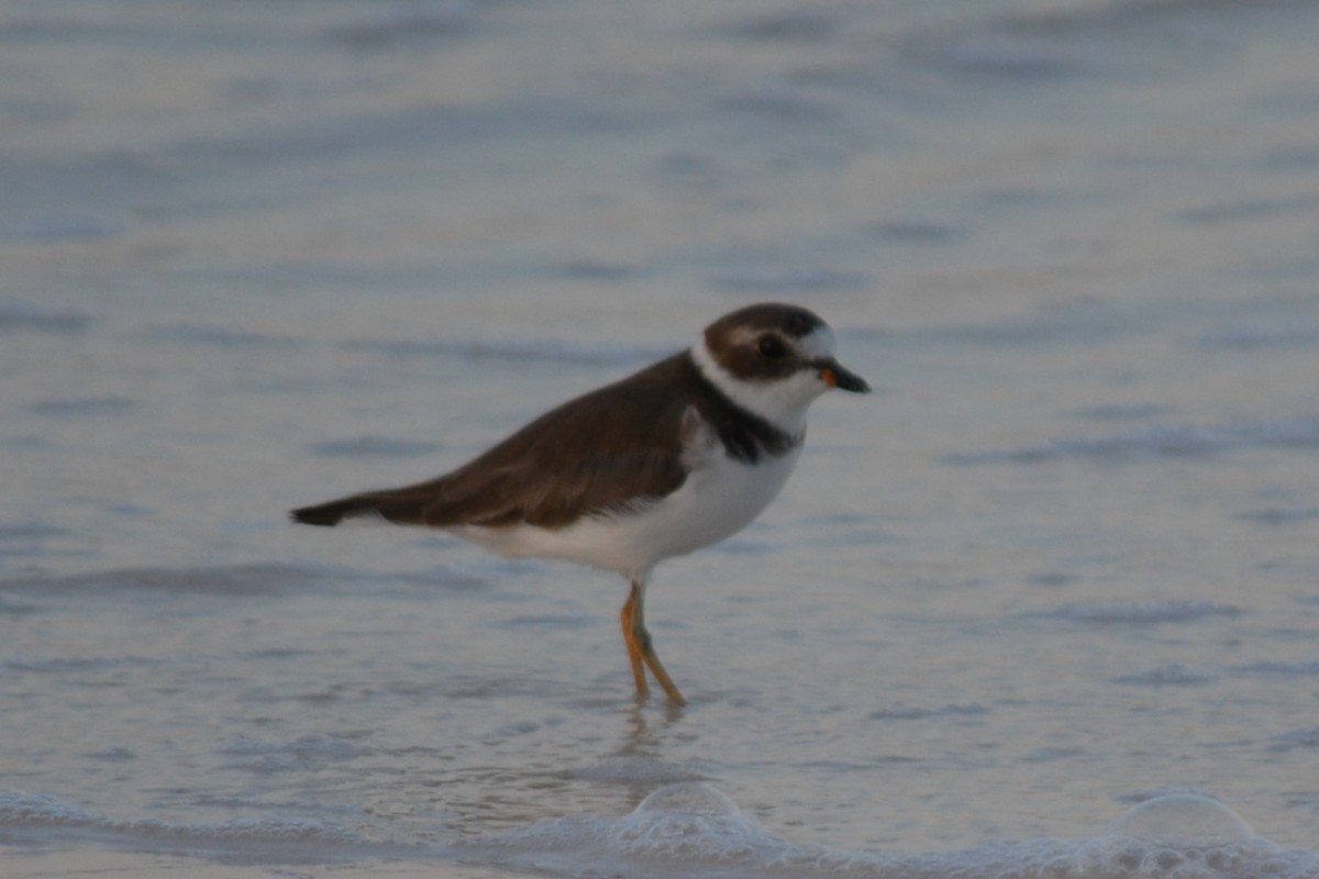 Semipalmated Plover - ML105346191
