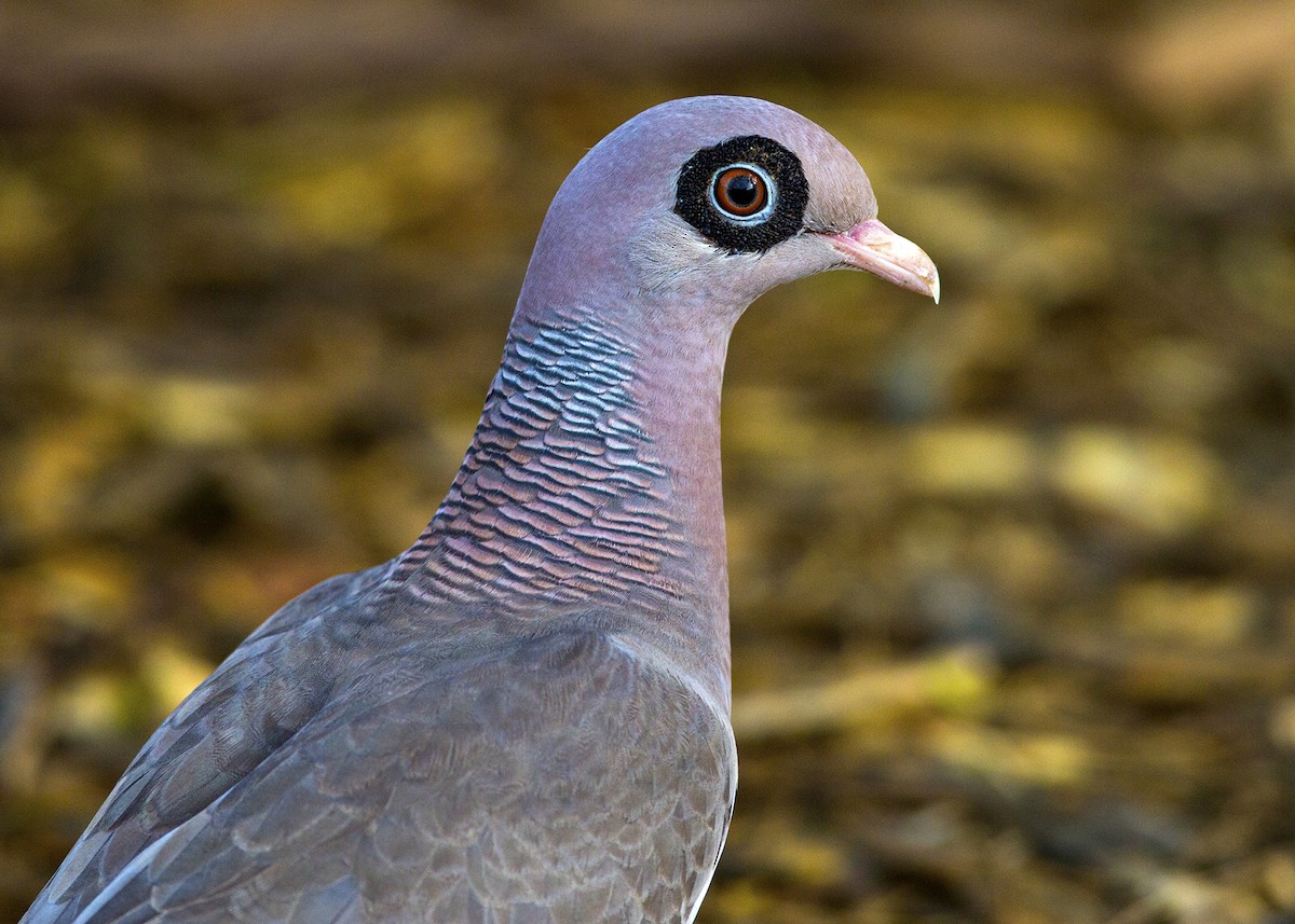 Bare-eyed Pigeon - ML105347841
