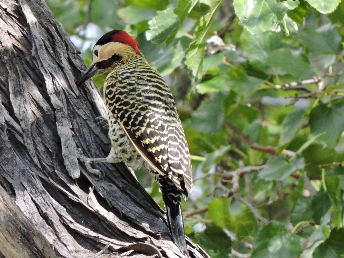 Green-barred Woodpecker - samuel olivieri bornand