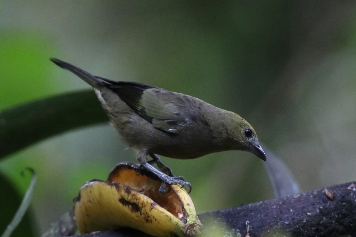 Palm Tanager - ML105361091