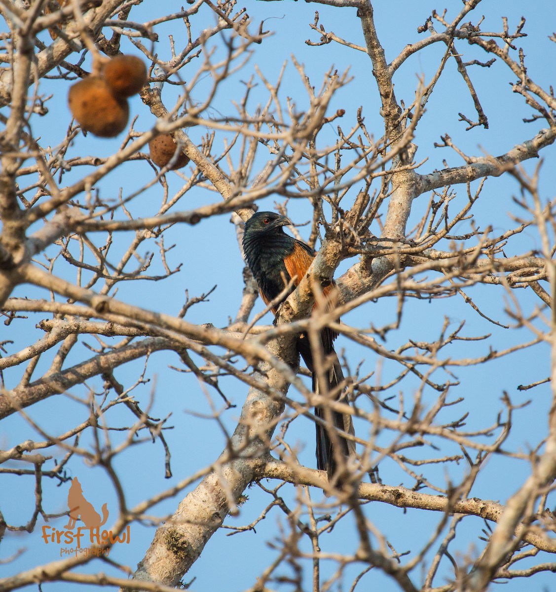 Malagasy Coucal - ML105361121