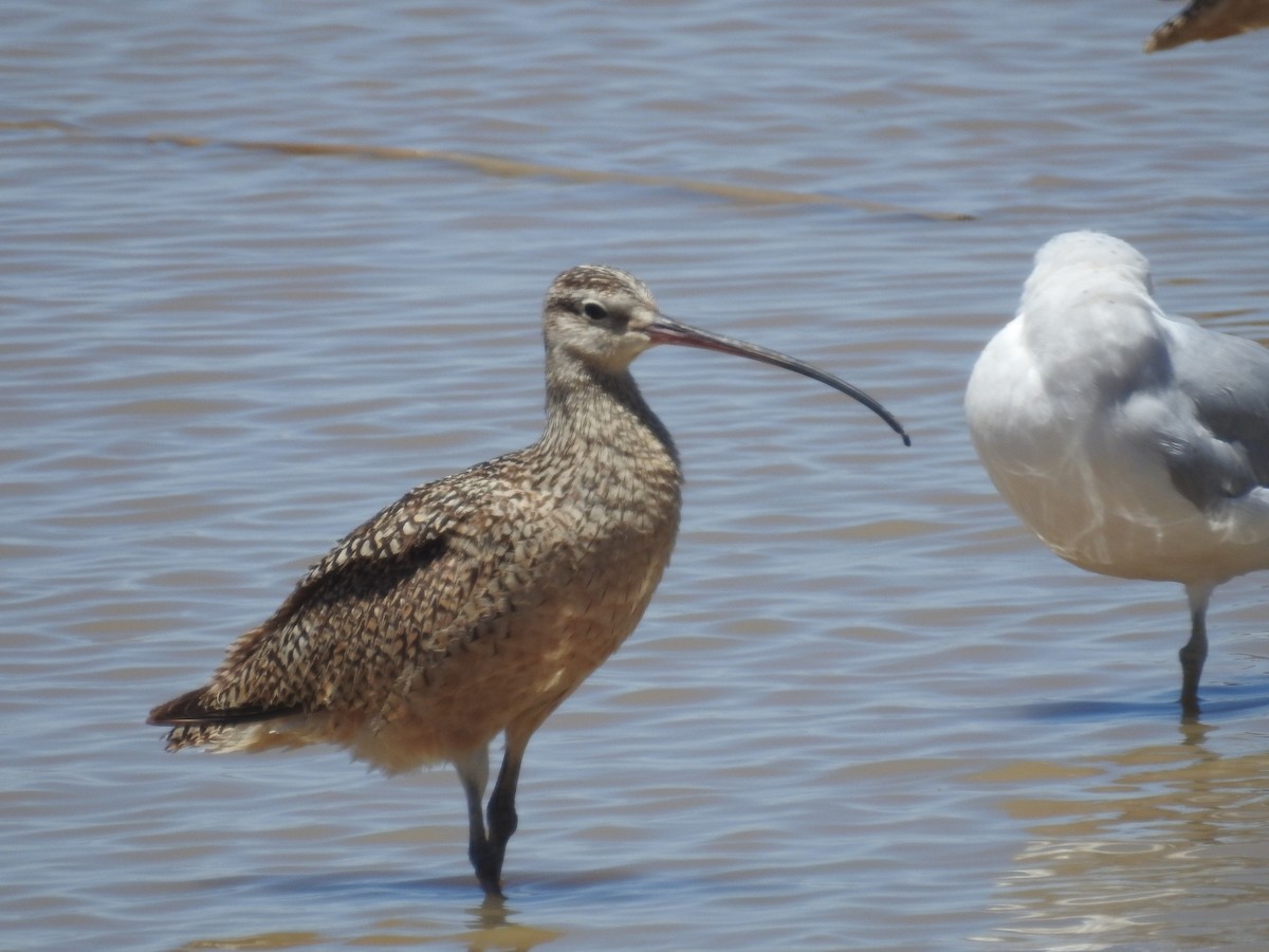 Long-billed Curlew - Charley Amos