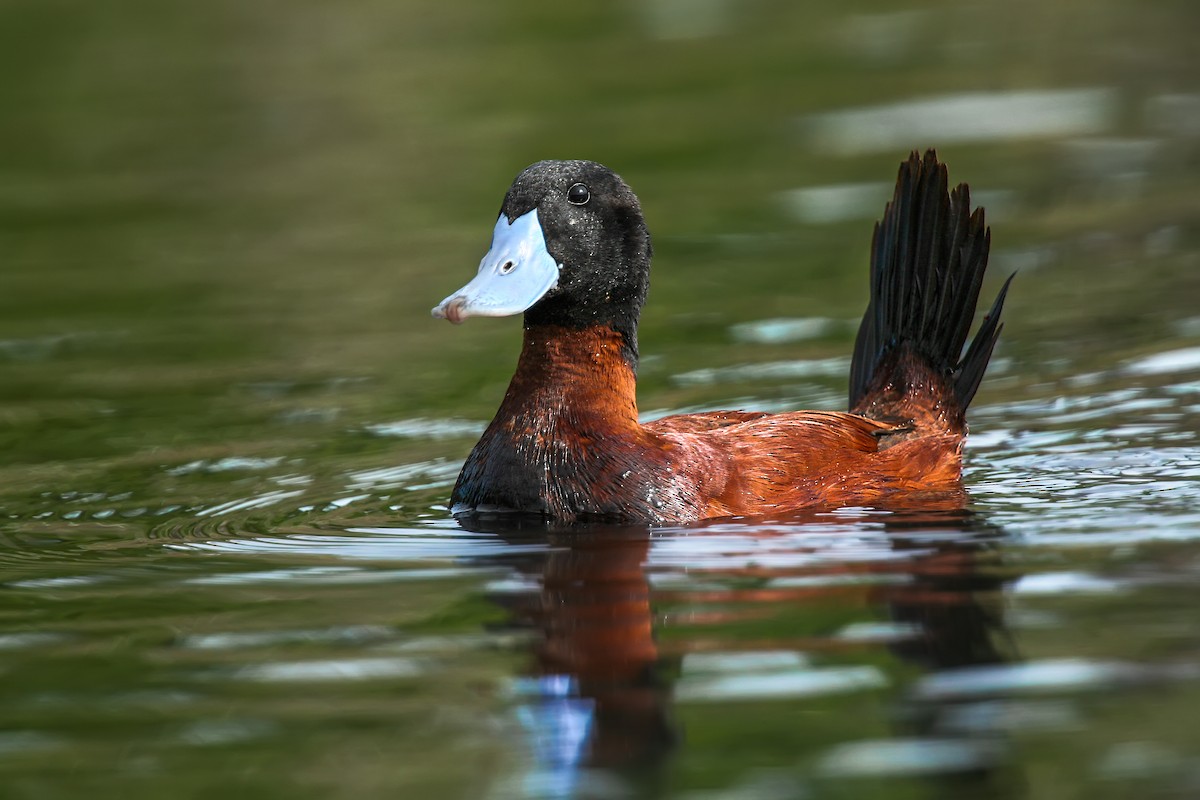 Andean Duck - ML105362891