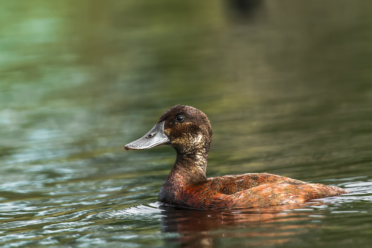 Andean Duck - ML105362901