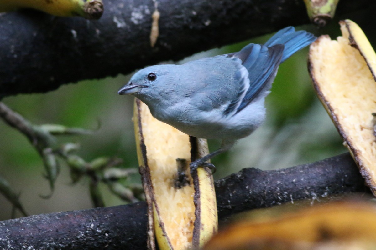 Blue-gray Tanager - ML105363391