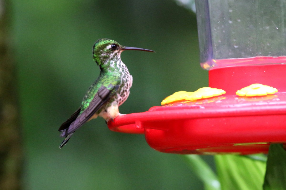 Rufous-booted Racket-tail - ML105363751