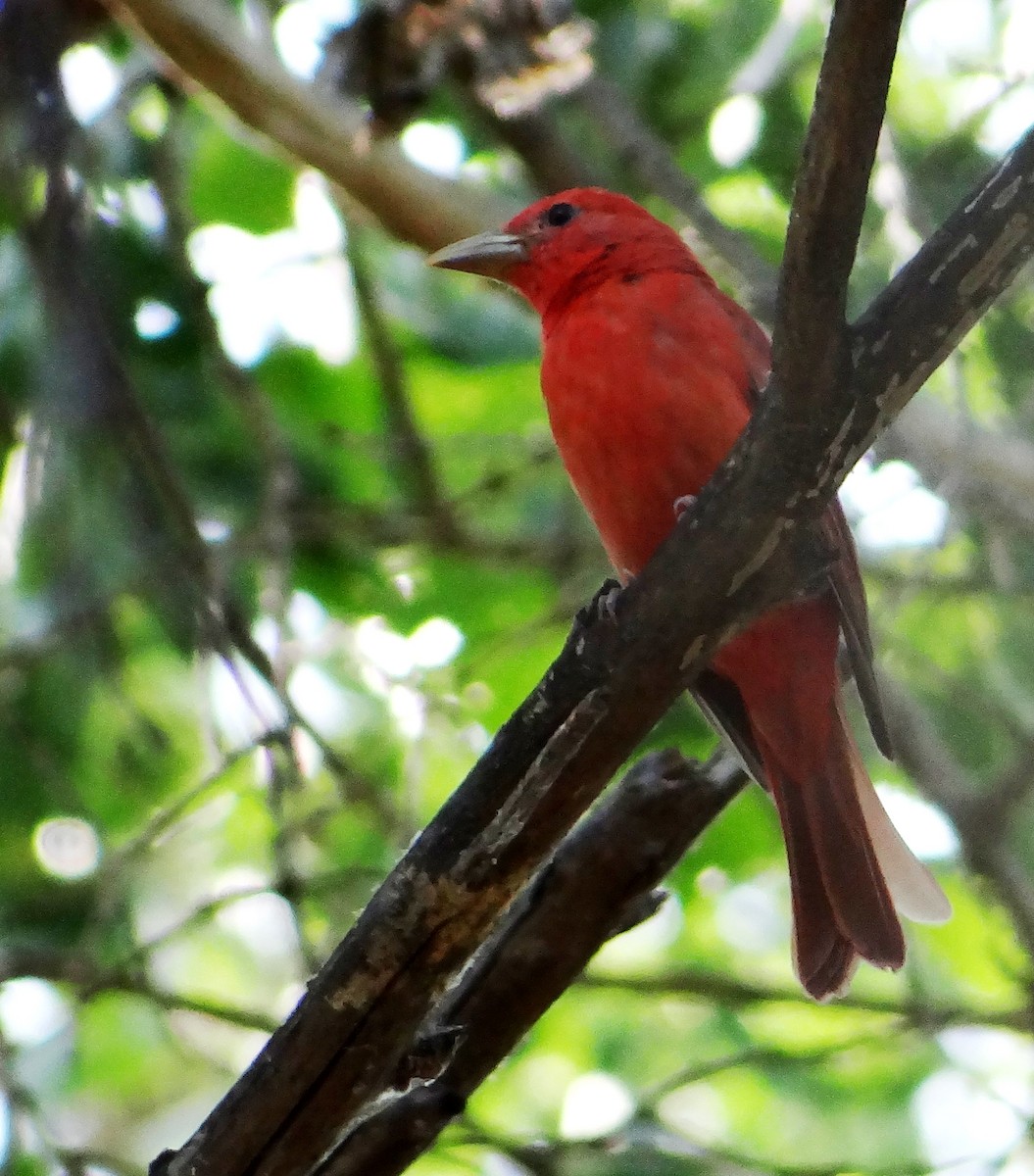 Summer Tanager - Keith Corliss