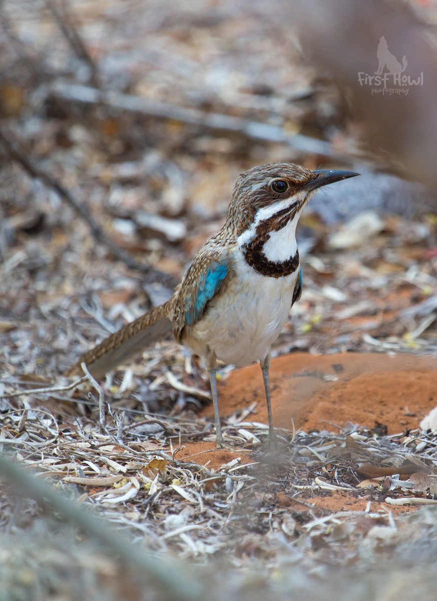 Long-tailed Ground-Roller - ML105365121
