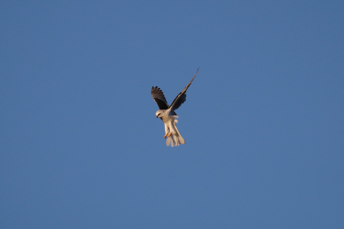 White-tailed Kite - Henry Burton