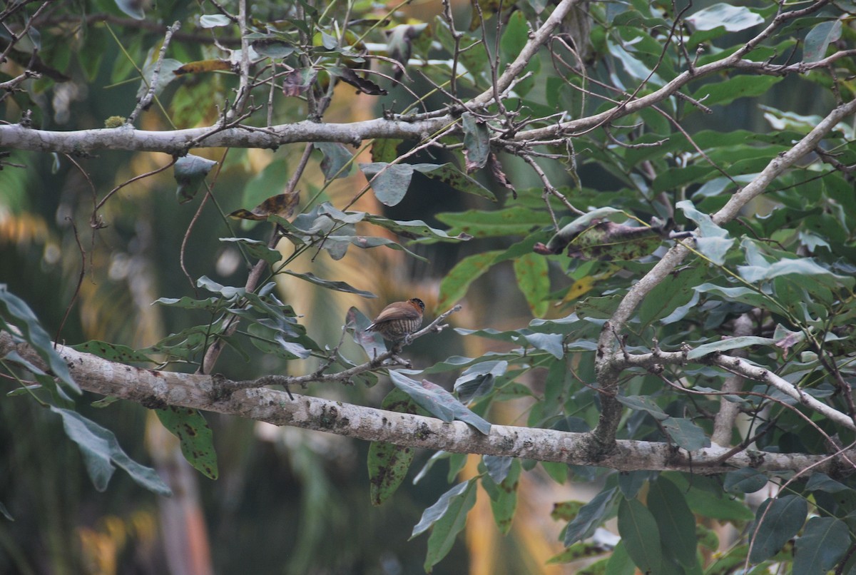Ochre-collared Piculet - ML105366621