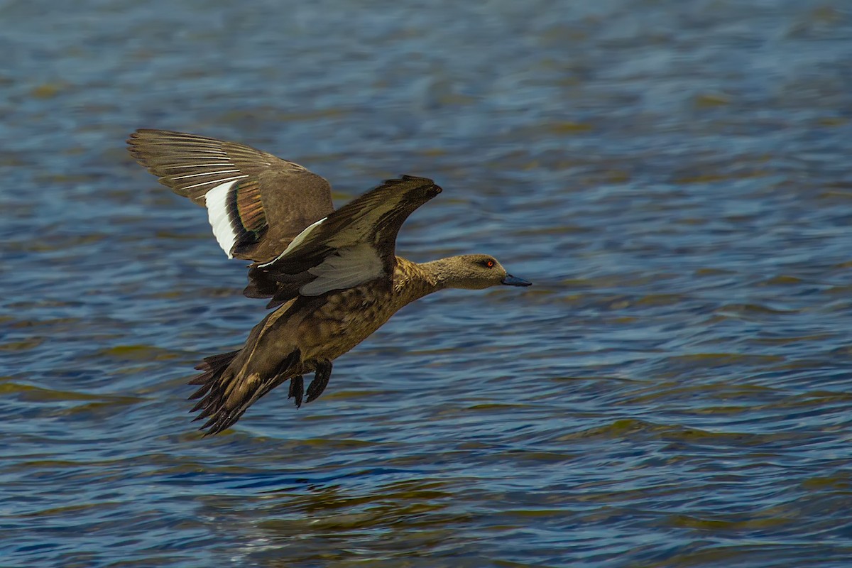 Crested Duck - ML105368361