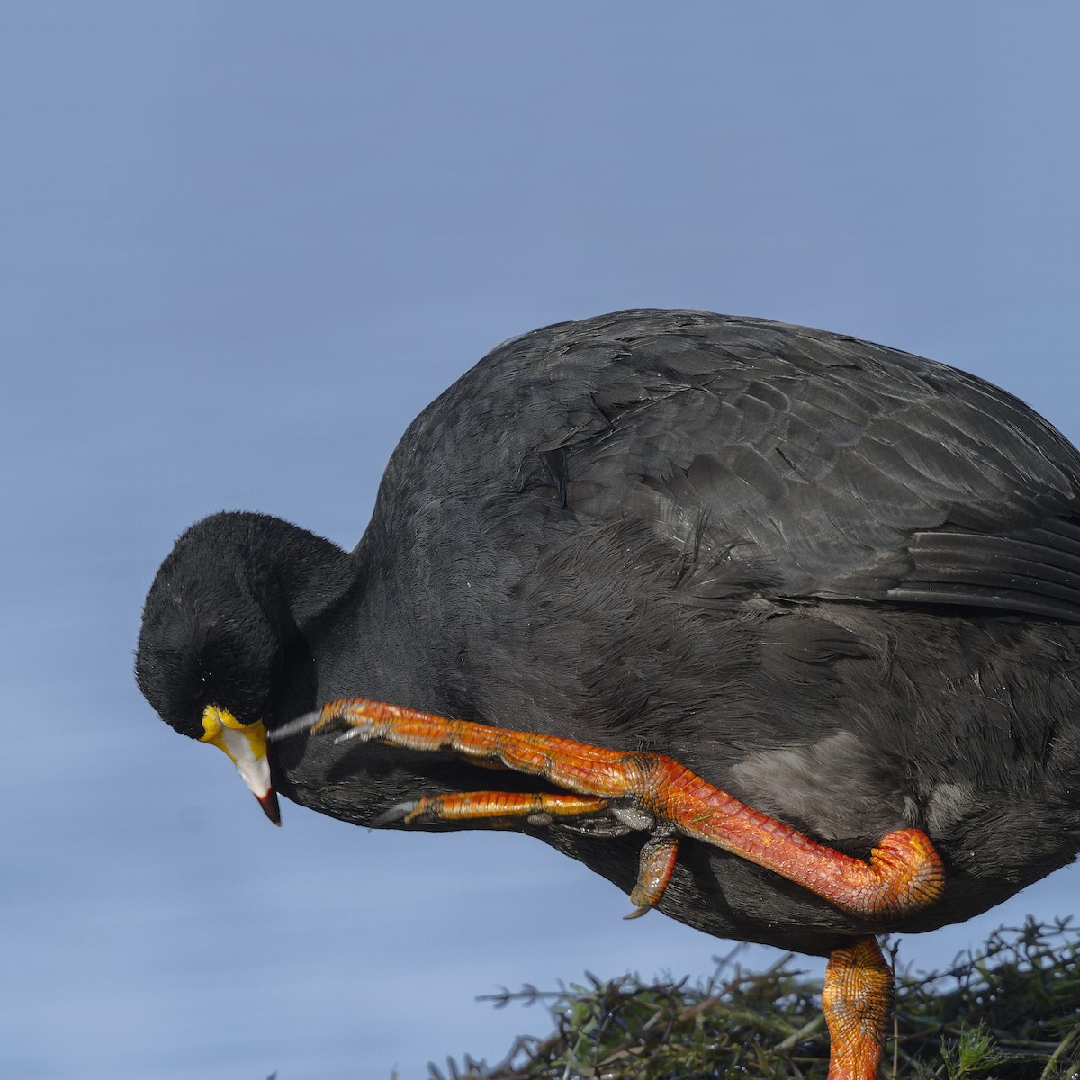 Giant Coot - ML105368481