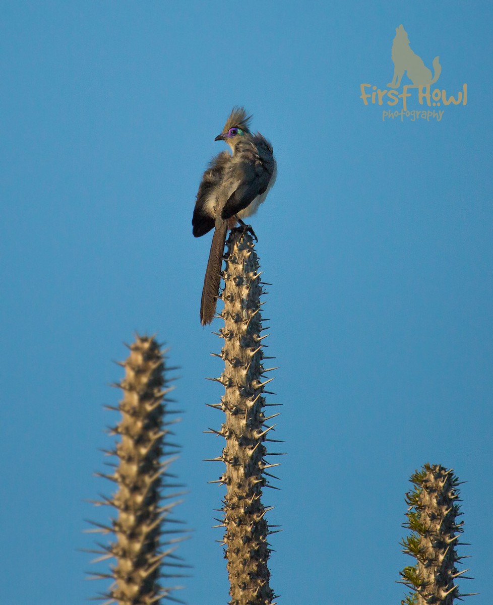 Crested Coua - ML105368951