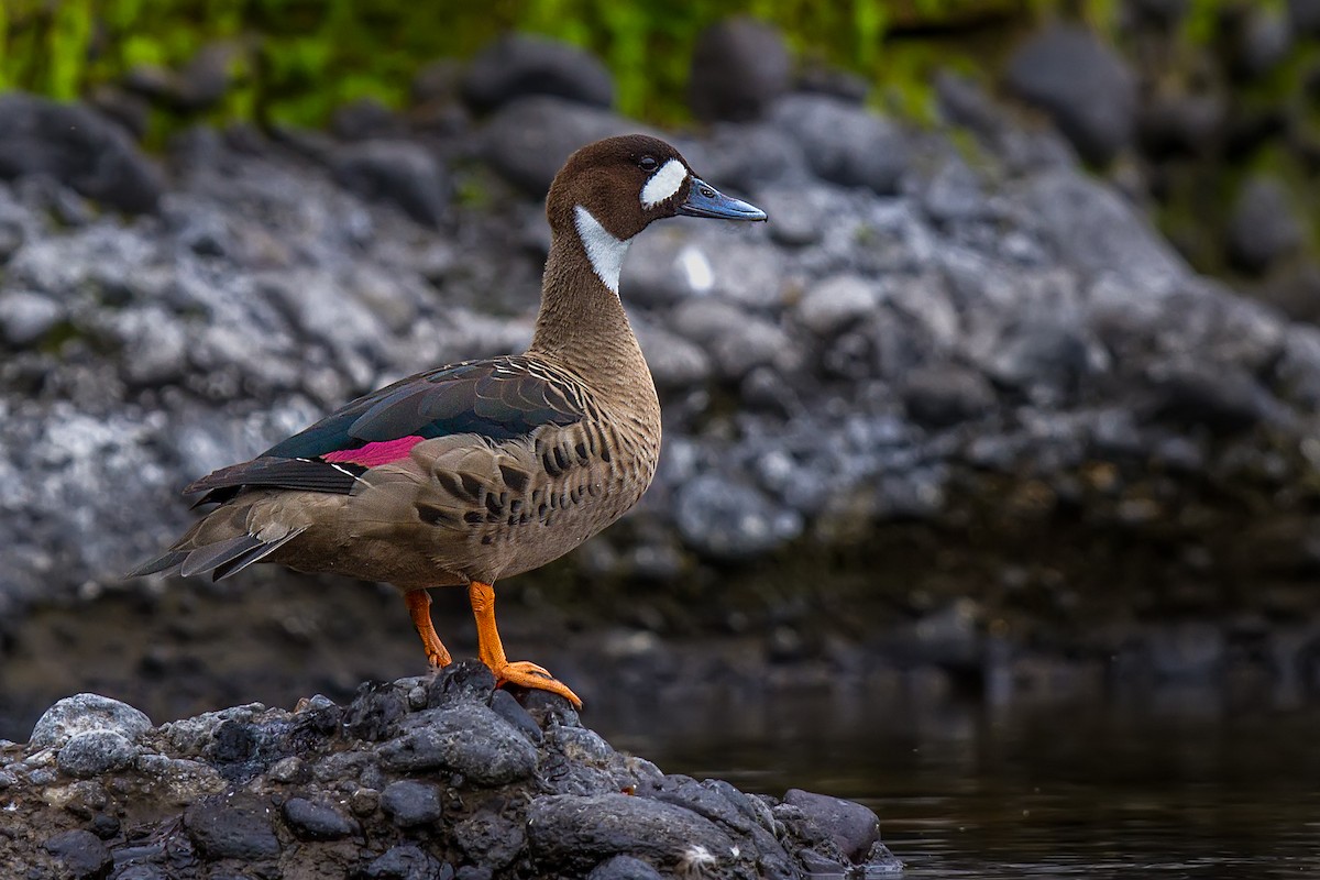 Spectacled Duck - ML105369831