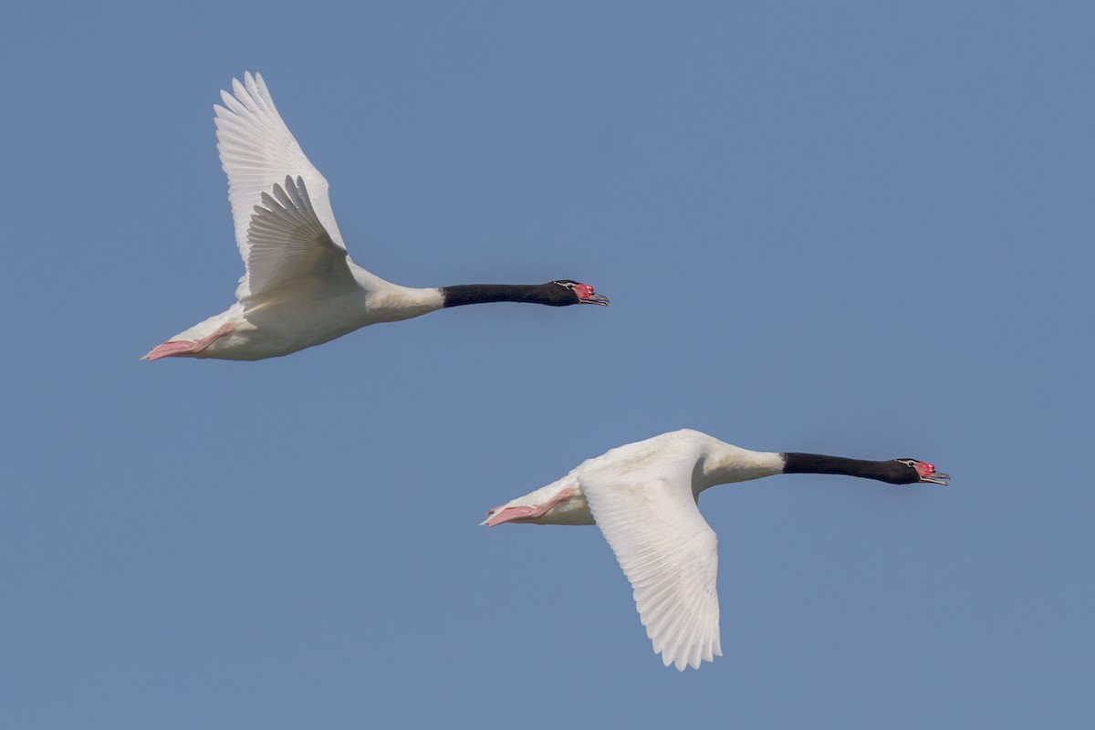 Black-necked Swan - ML105369991