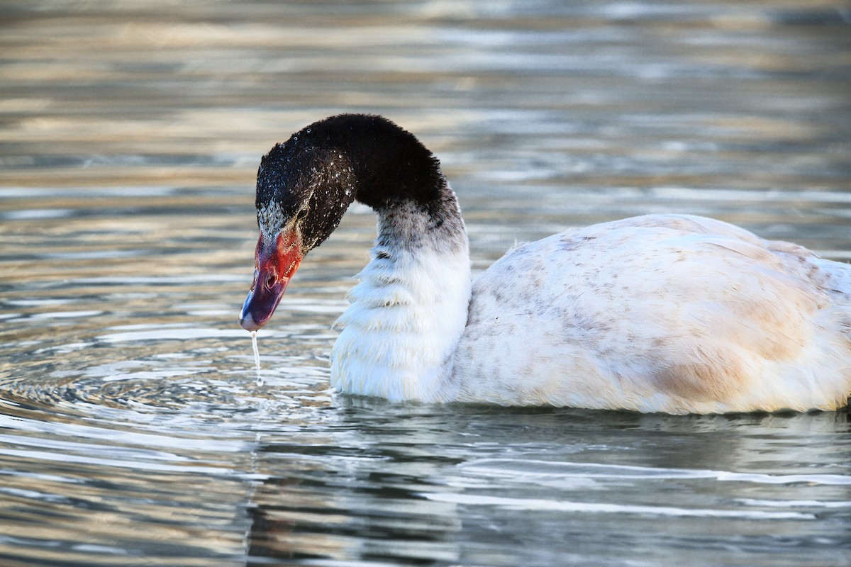Black-necked Swan - ML105370371