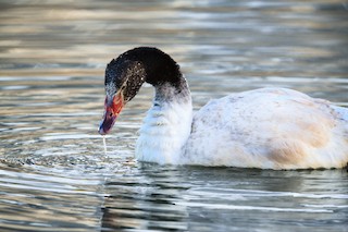 Black-necked Swan, ML105370371