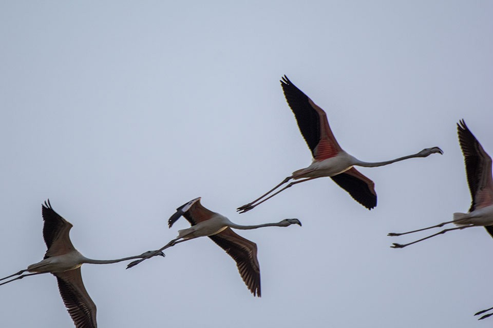 Greater Flamingo - Anil Arora