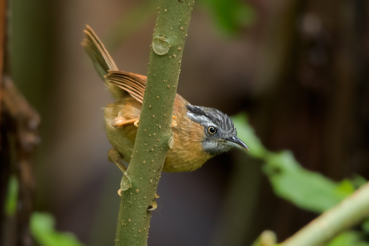 Gray-throated Babbler - Ayuwat Jearwattanakanok