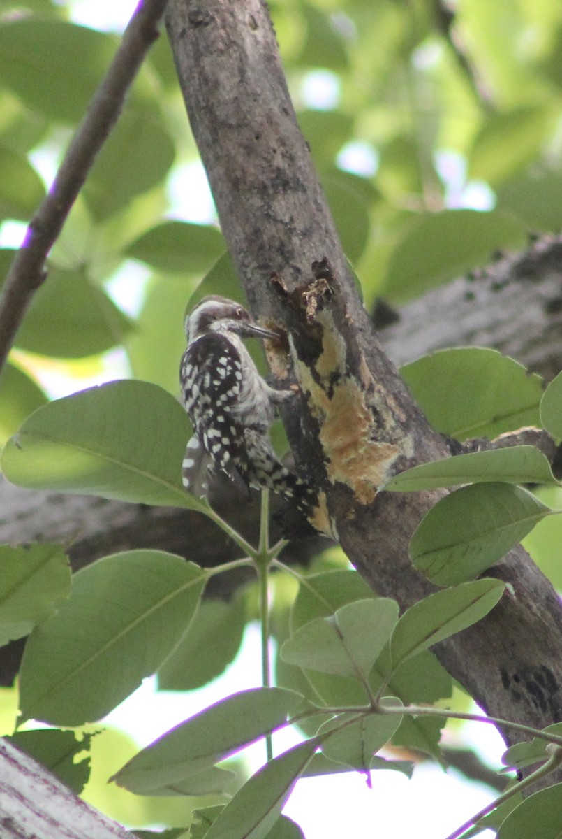 Brown-capped Pygmy Woodpecker - Prathamesh Desai
