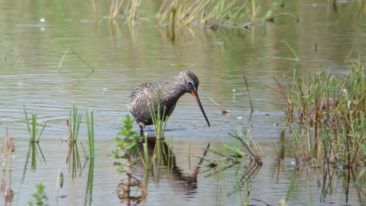Spotted Redshank - ML105377281