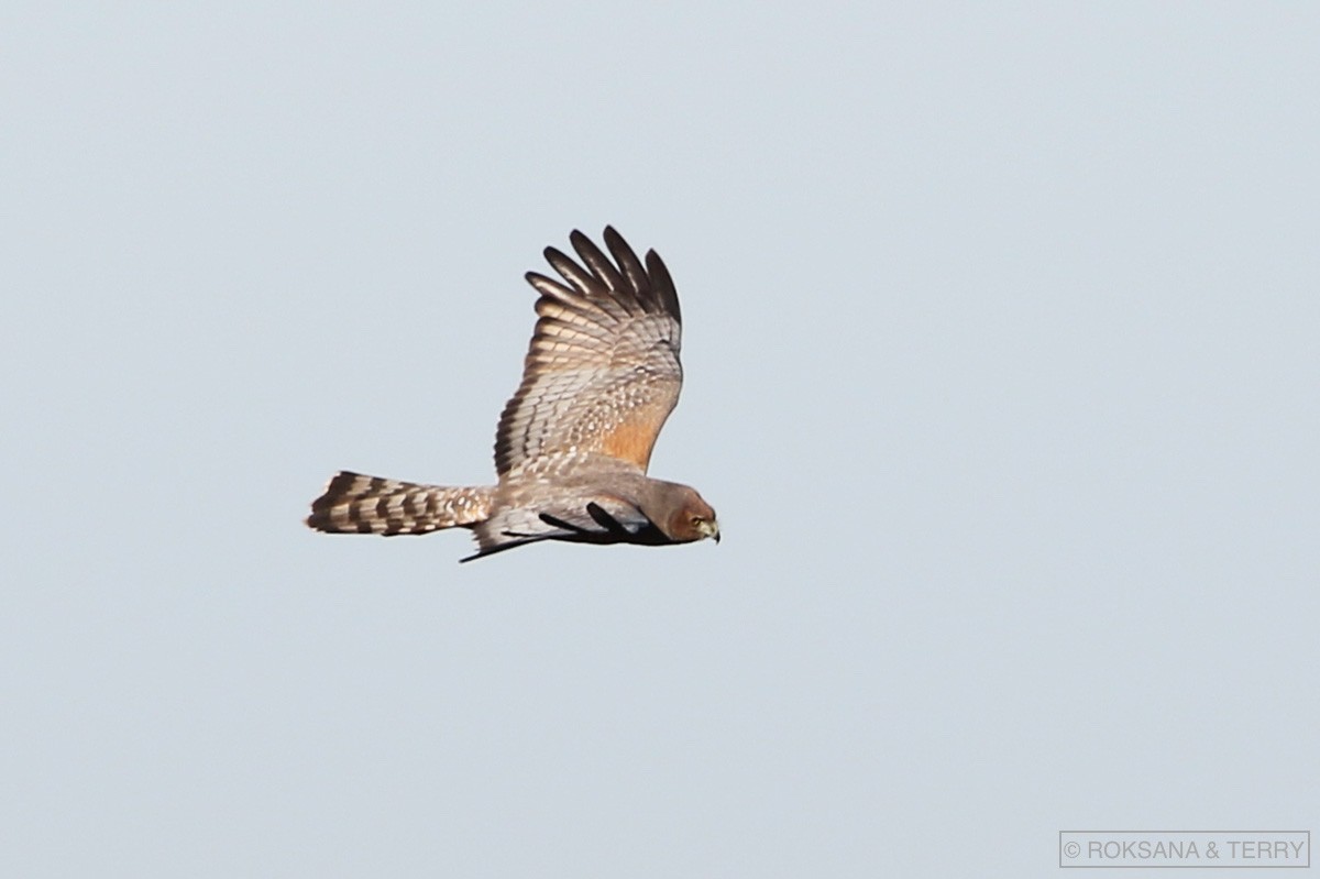 Spotted Harrier - ML105377331