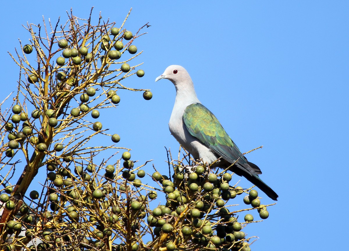 Green Imperial-Pigeon - Stuart Kelly