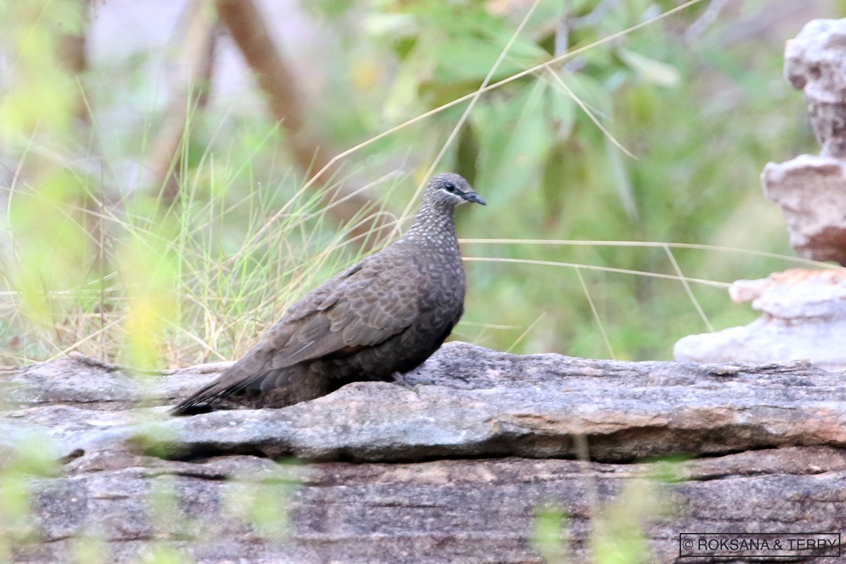 Chestnut-quilled Rock-Pigeon - Roksana and Terry