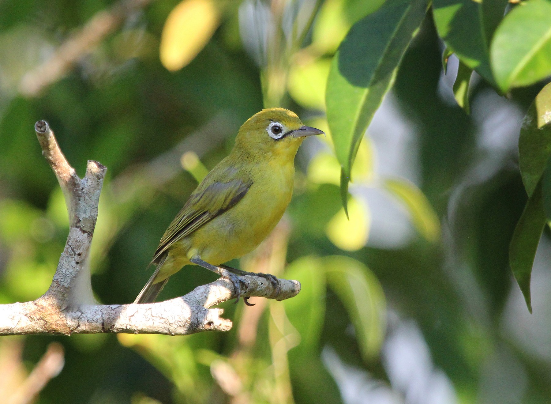 Lemon-bellied White-eye - eBird