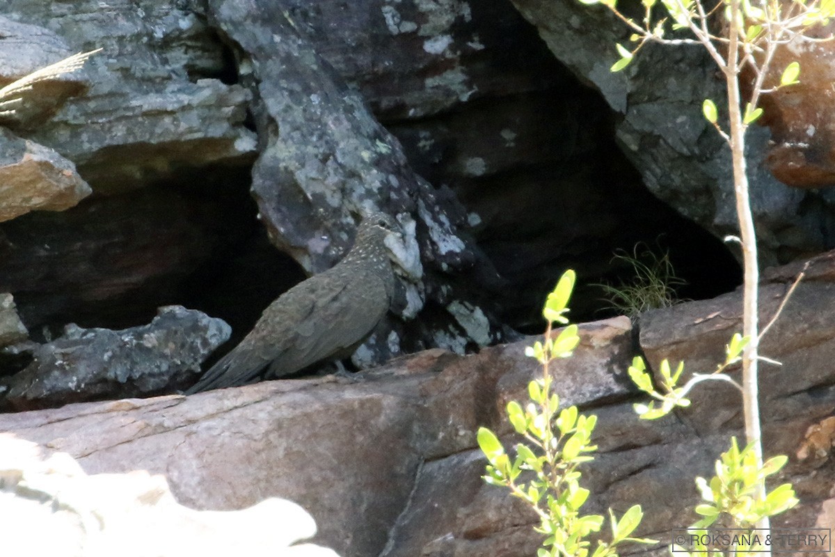 Chestnut-quilled Rock-Pigeon - Roksana and Terry