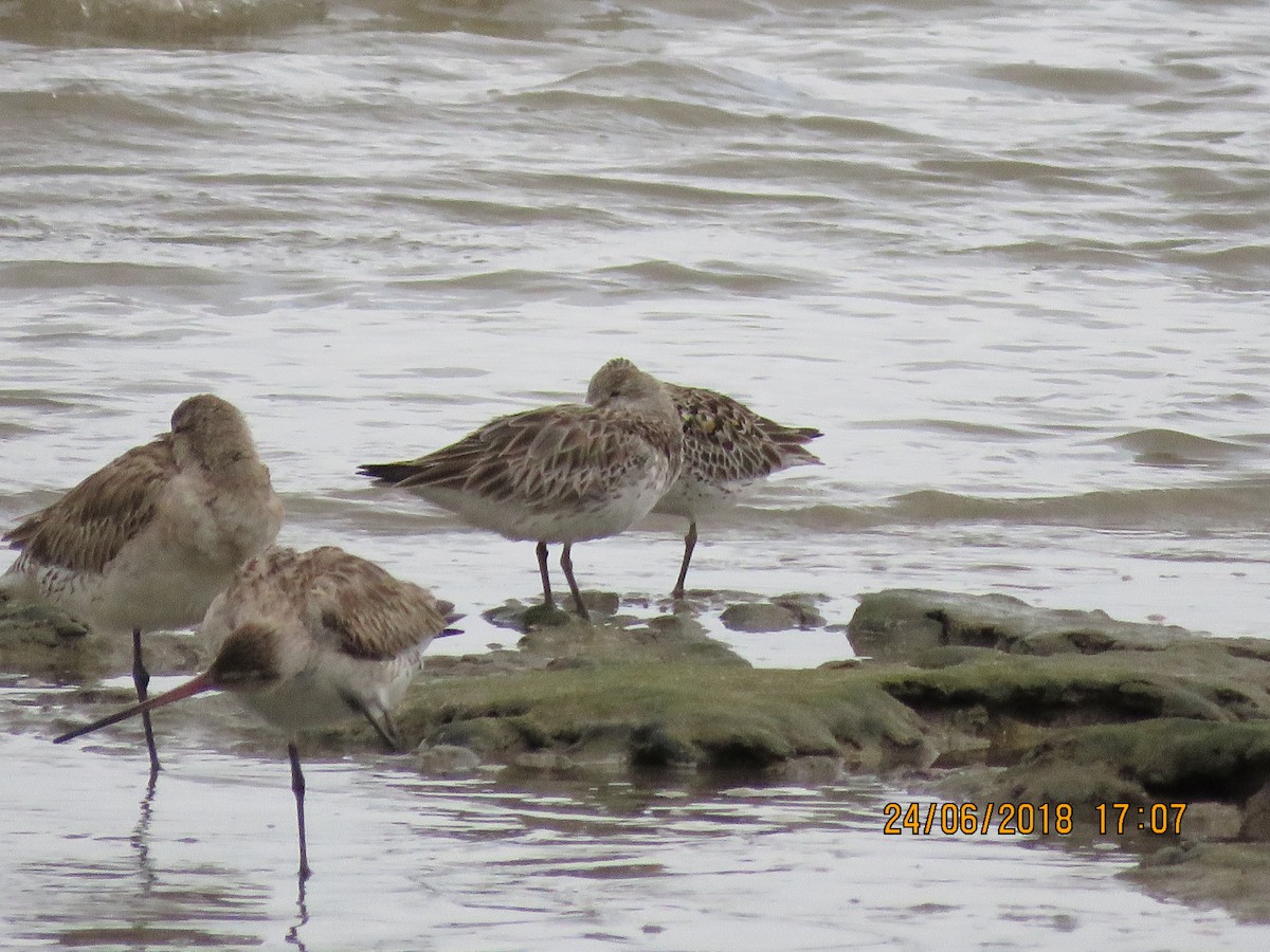 Great Knot - Norton Gill