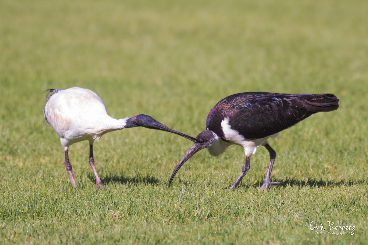 ibis slámokrký - ML105383711
