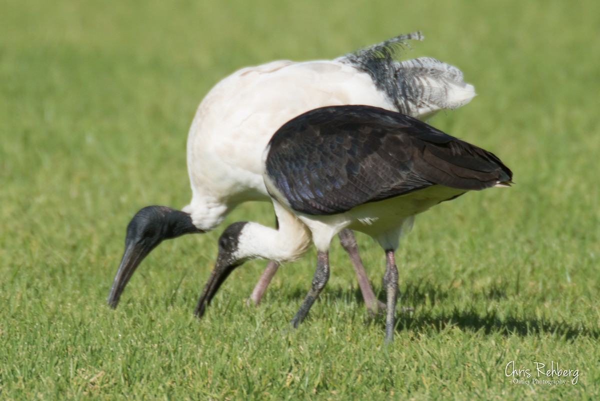 Straw-necked Ibis - Chris Rehberg  | Sydney Birding