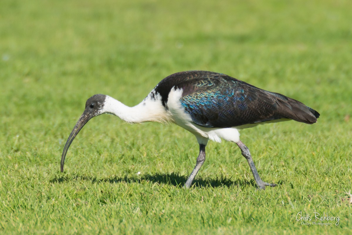 ibis slámokrký - ML105383901