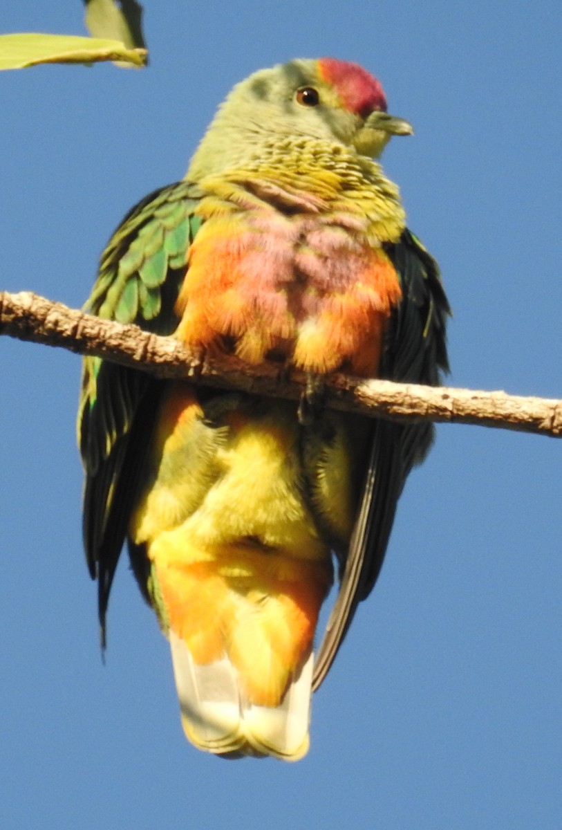 Rose-crowned Fruit-Dove - ML105385401