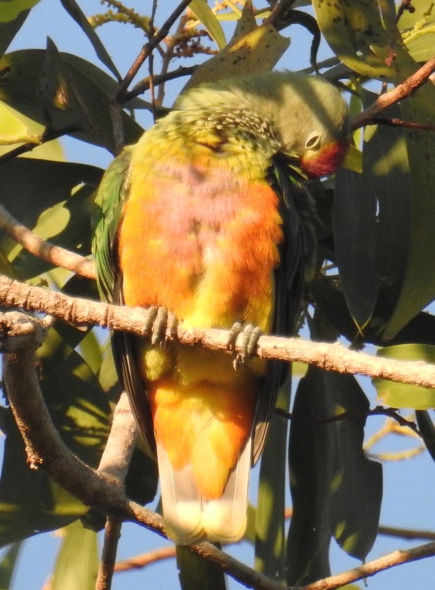 Rose-crowned Fruit-Dove - ML105385411