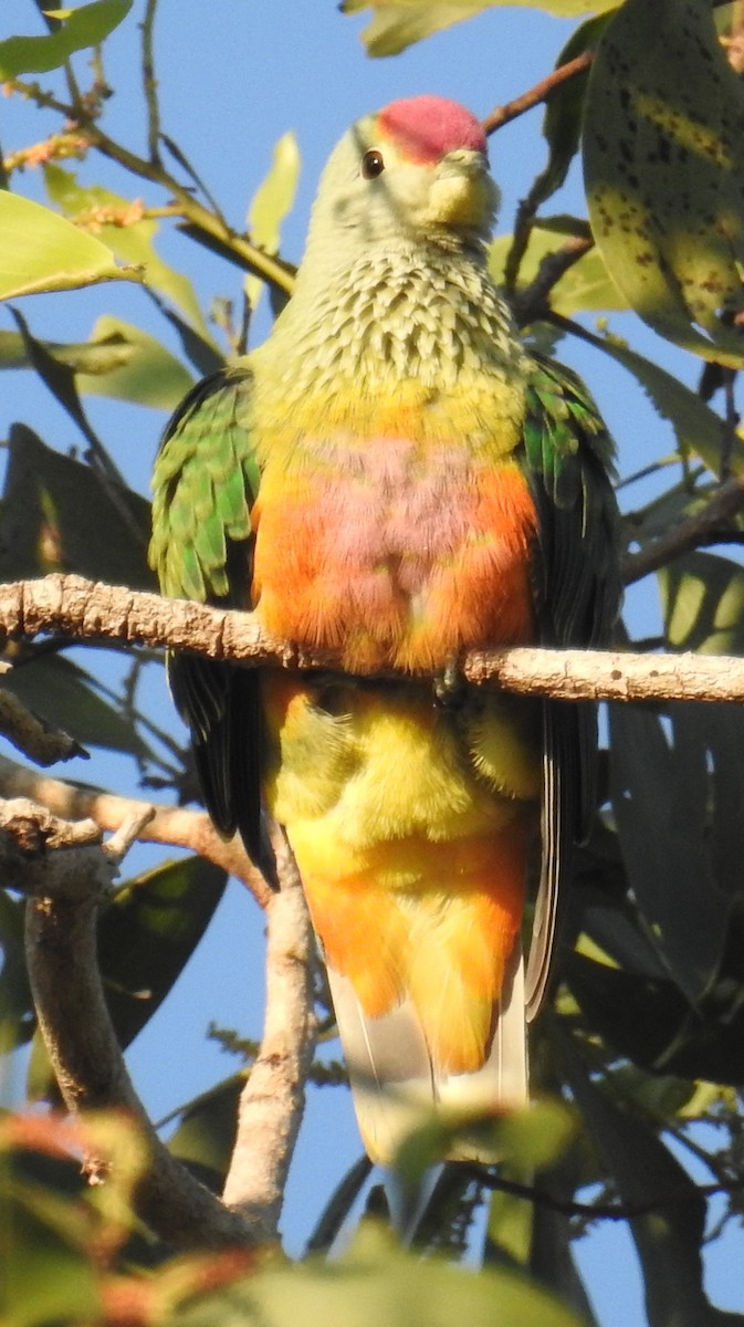 Rose-crowned Fruit-Dove - ML105385441