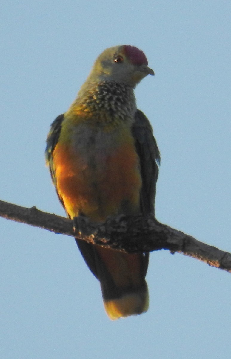 Rose-crowned Fruit-Dove - ML105385531