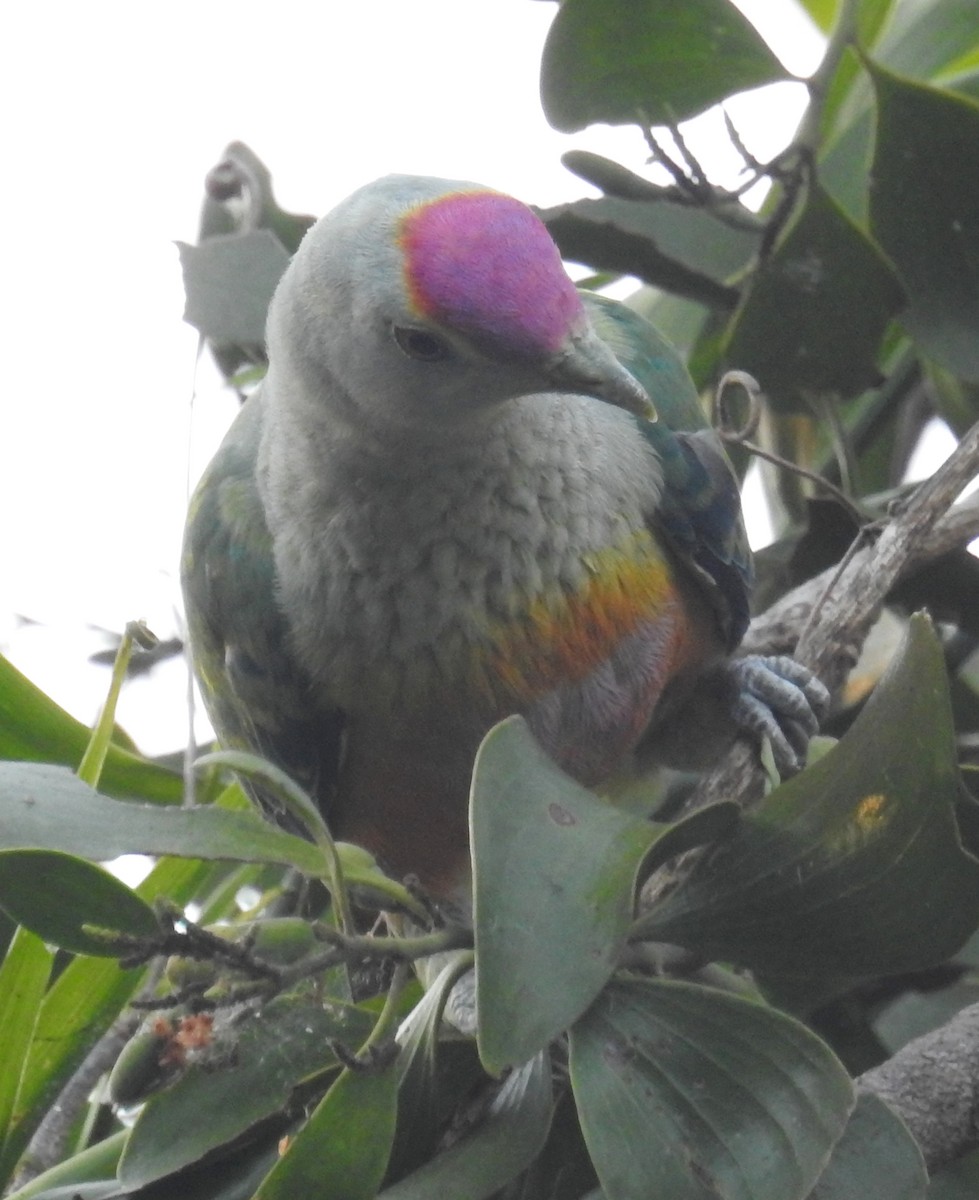 Rose-crowned Fruit-Dove - ML105385541