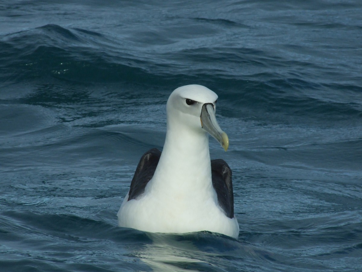 White-capped Albatross - Shane Sumasgutner