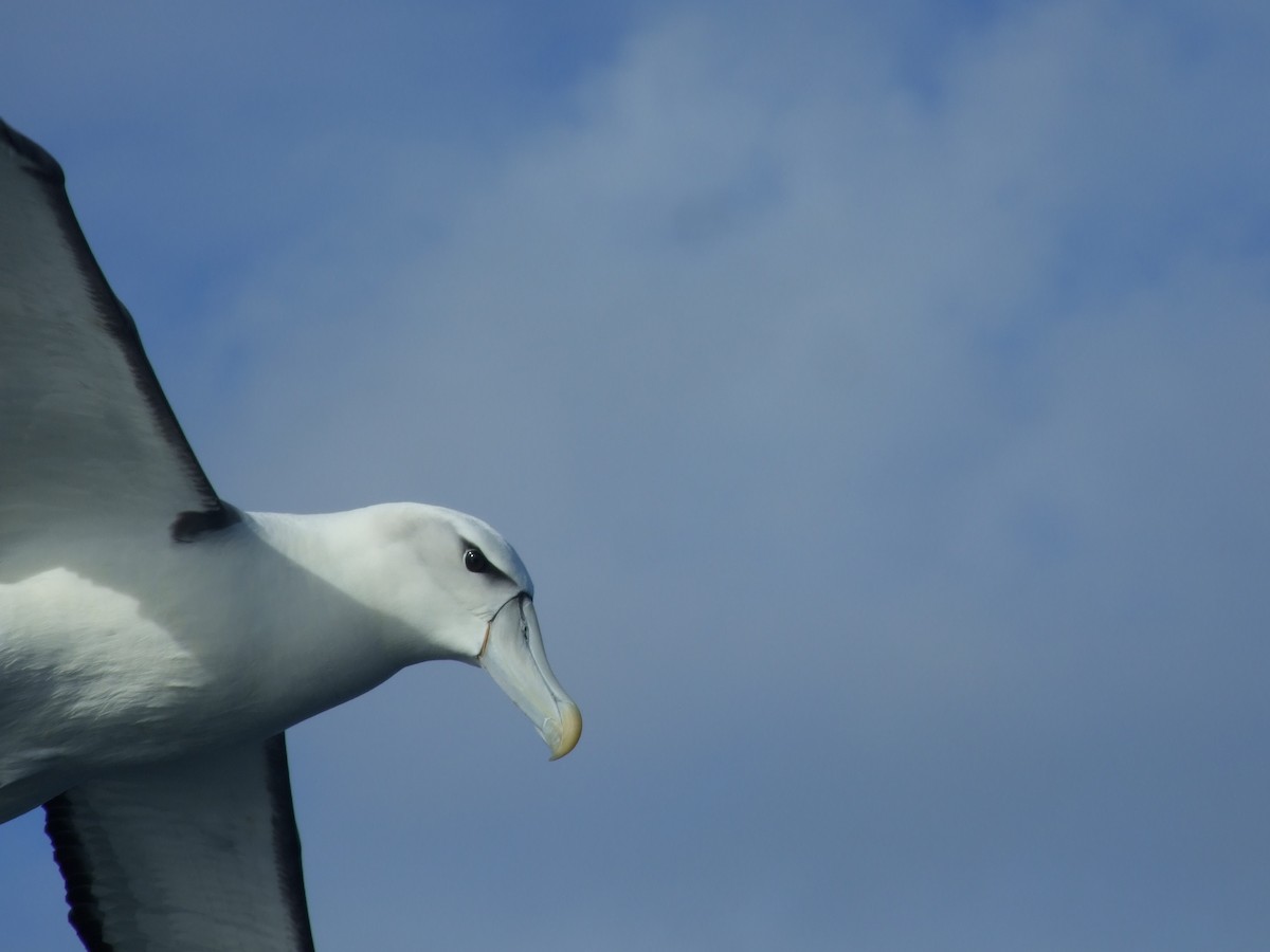 White-capped Albatross - Shane Sumasgutner