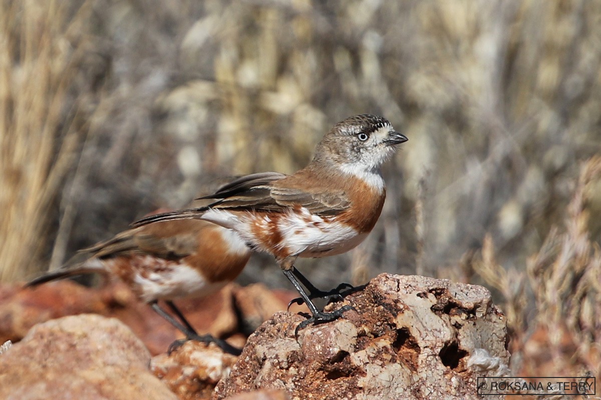 Chestnut-breasted Whiteface - ML105386051