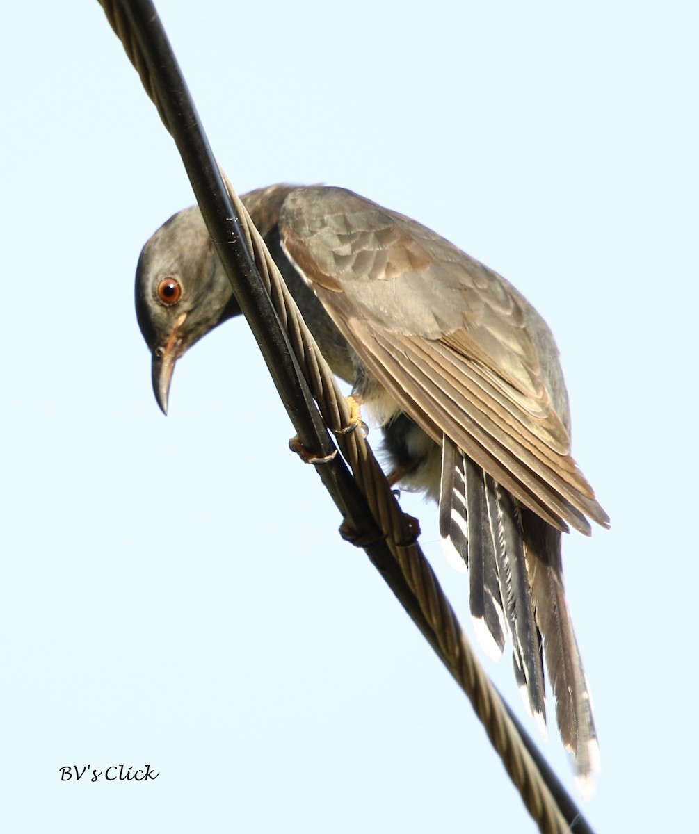 Gray-bellied Cuckoo - ML105387421