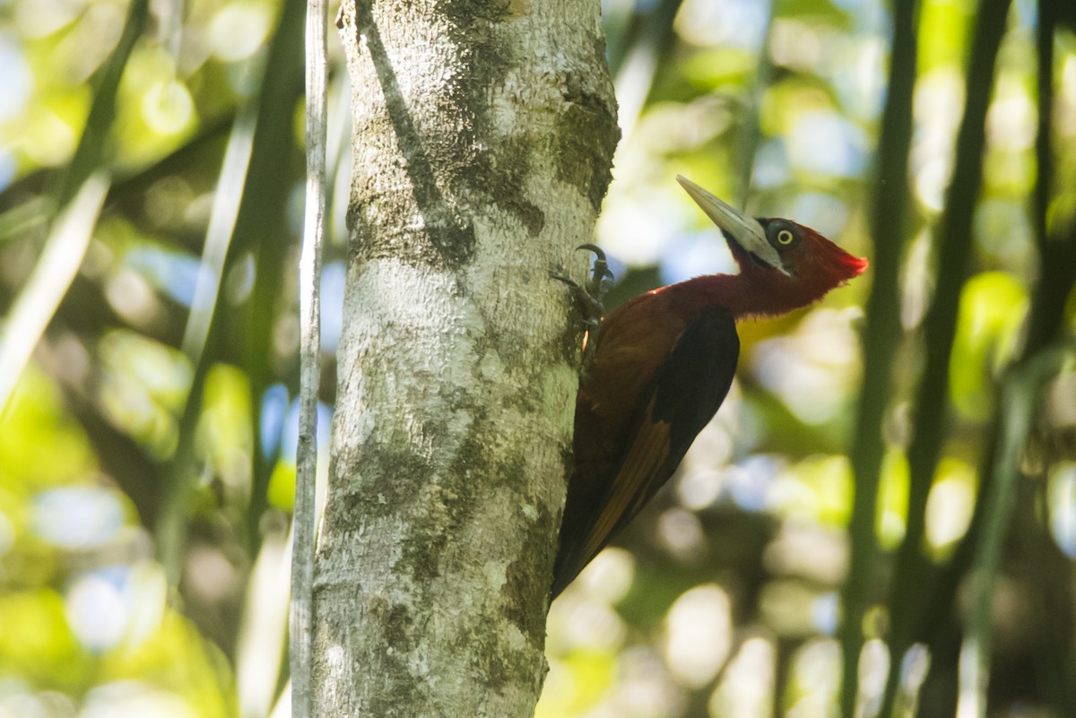 Red-necked Woodpecker - Claudia Brasileiro