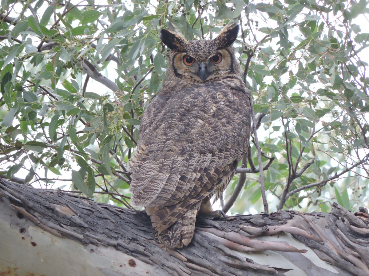 Great Horned Owl - samuel olivieri bornand