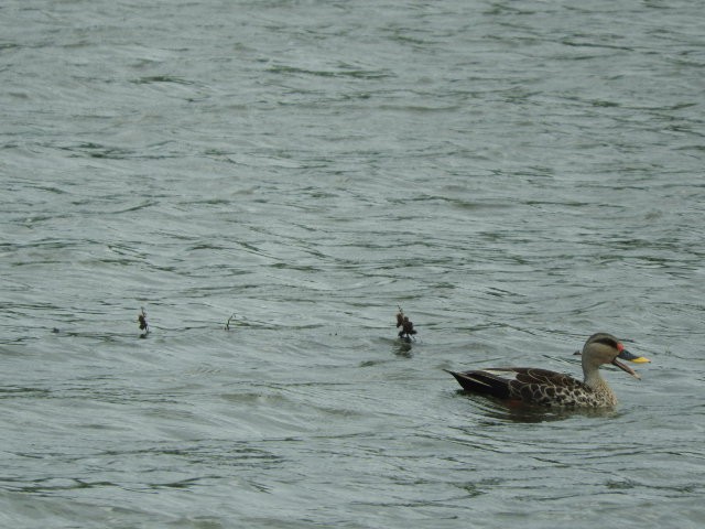 Indian Spot-billed Duck - ML105397851