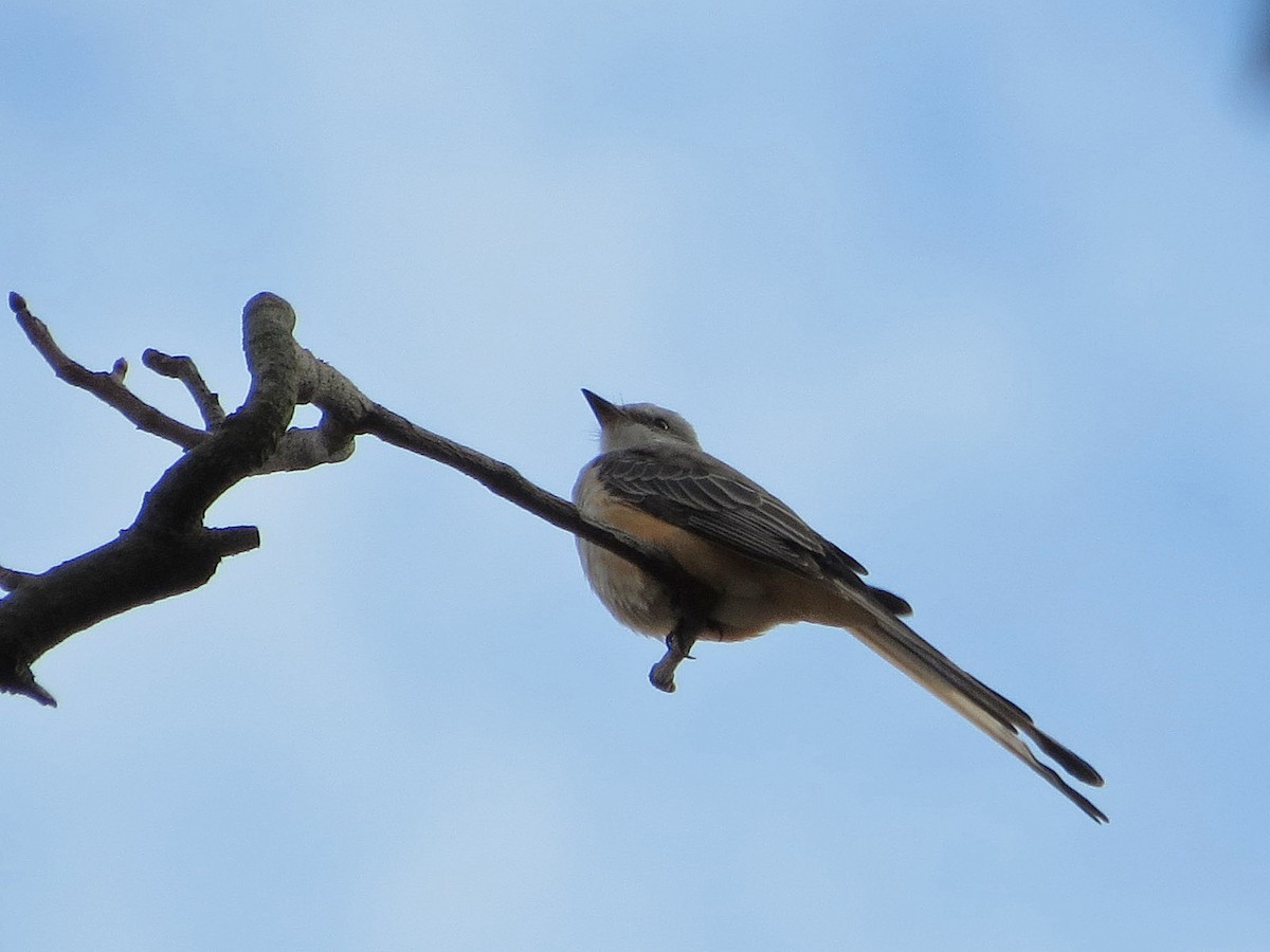 Scissor-tailed Flycatcher - Brian Henderson